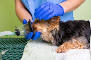 dog on oxygen