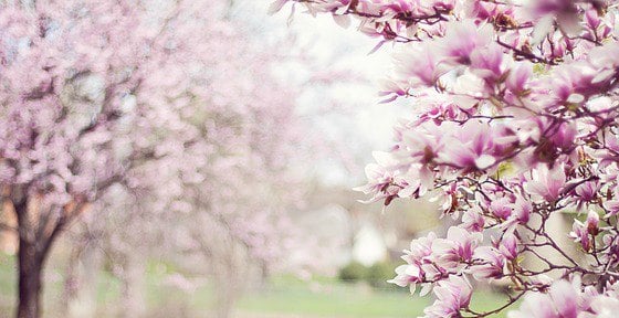 Close up image of flowering magnolia trees
