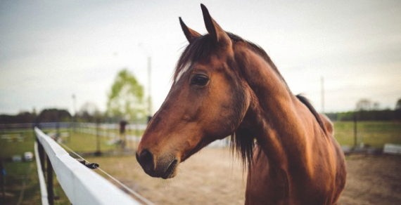 Portrait picture of a horse
