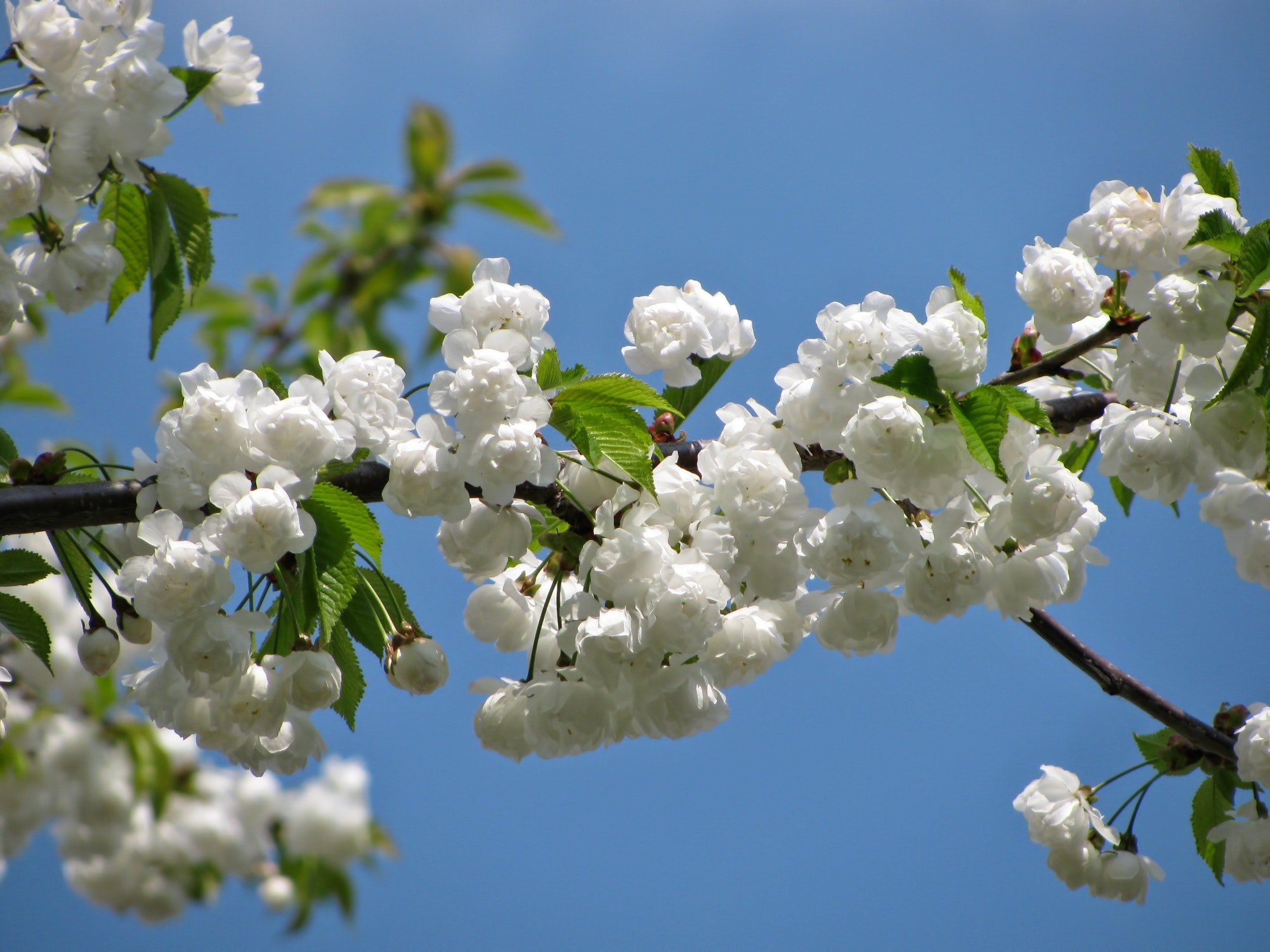 Springtime Blooms 